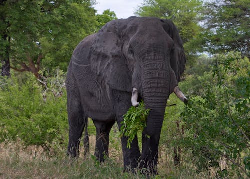 Free A Huge Black Elephant near the Bush Stock Photo