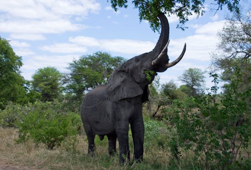 A Huge Black Elephant Reaching for the Green Leaves
