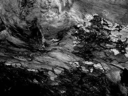 Free Intricate black and white texture of wood grain creating an abstract monochrome pattern. Stock Photo
