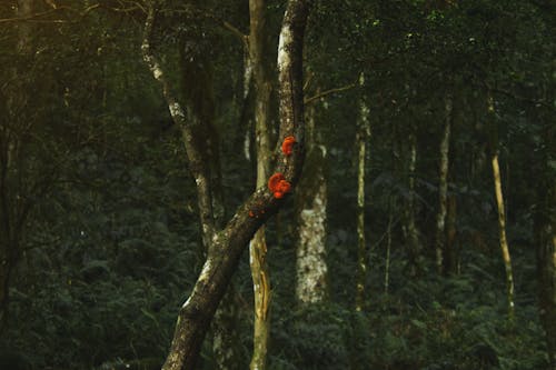 A Tree in a Forest 