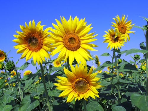 ฟรี คลังภาพถ่ายฟรี ของ กลีบดอก, ดอกทานตะวัน, ดอกสีเหลือง คลังภาพถ่าย