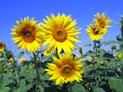 清澈的蓝天下，明黄色的向日葵绽放着夏日的活力与美丽