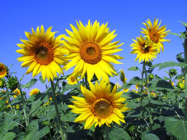 Sunflowers against a blue sky — photo by Pixabay on Pexels