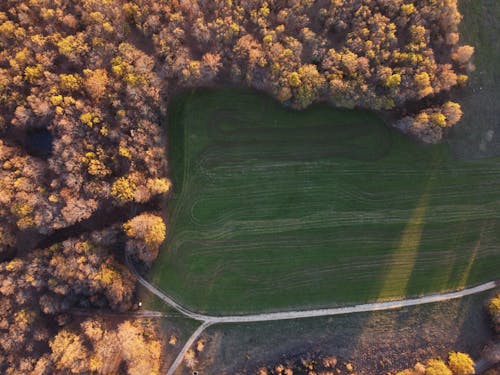 Drone view of lush vast field surrounded by autumn forest