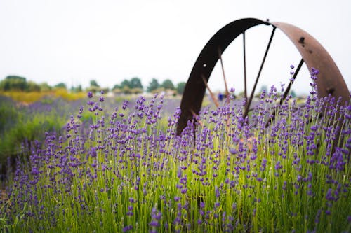 Ilmainen kuvapankkikuva tunnisteilla kenttä, kukka-valokuvaus, laventeli