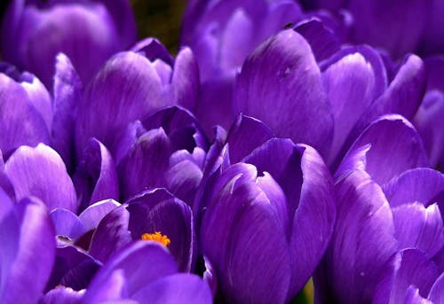 关闭了紫色簇花的照片