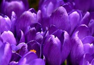 Close Photo of Purple Petaled Flower during Daytime · Free Stock Photo