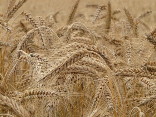 коричневая пшеница