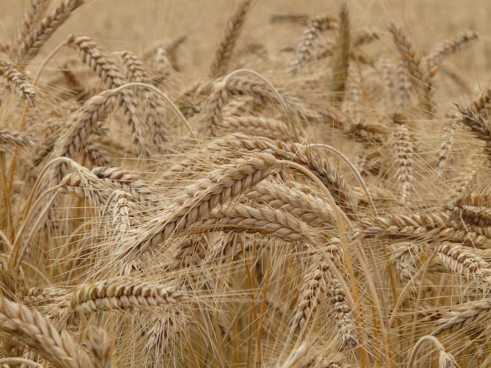 бесплатная коричневая пшеница Стоковое фото