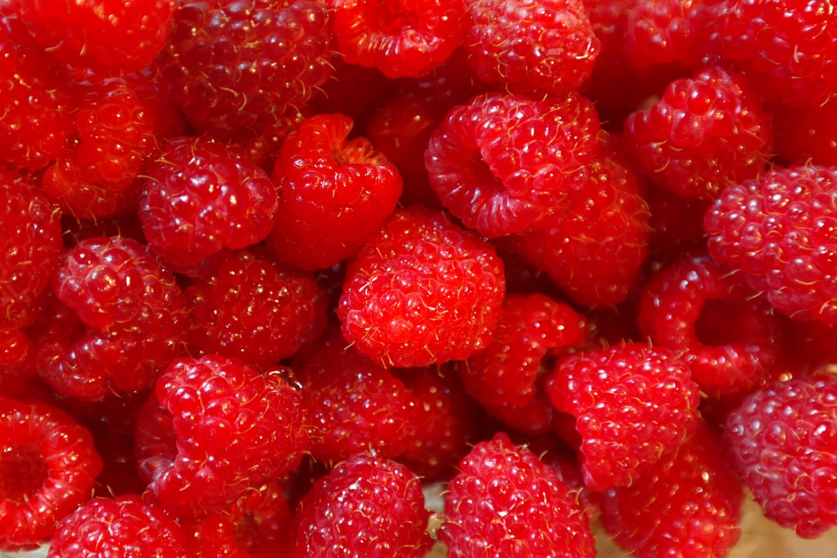 Raspberry canes with ripe berries growing on a trellis in a Dutch Bucket system
