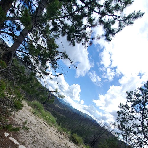 Immagine gratuita di cielo azzurro, paesaggio forestale, pini