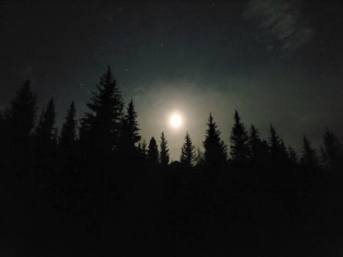 Immagine gratuita di conifere, foresta, foresta di notte