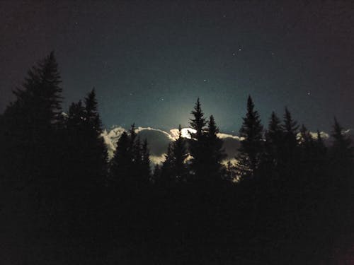 Immagine gratuita di cielo stellato, conifere, foresta