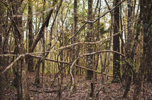 Free A tranquil forest scene with leafless trees and scattered branches during early spring. Stock Photo