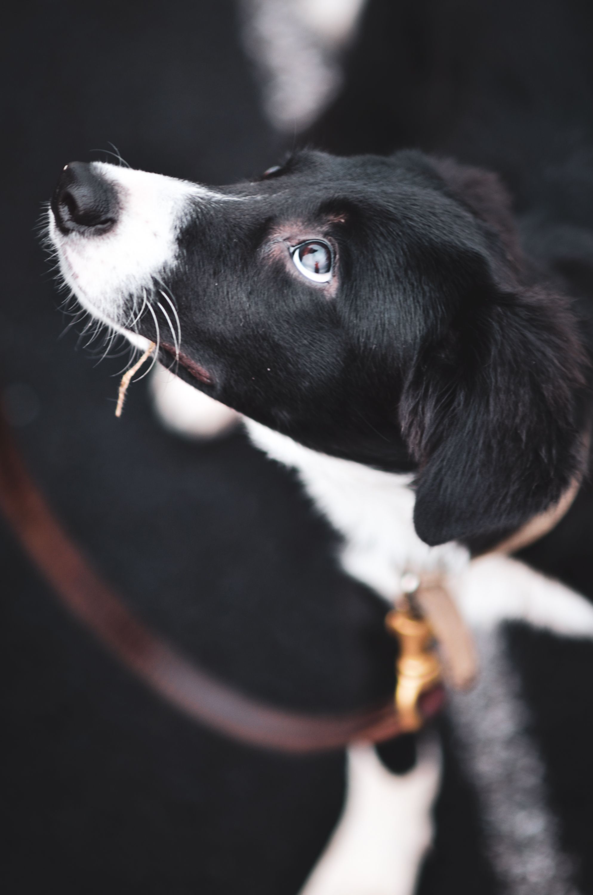 Can a Puppy Go Outside Before Completing Vaccinations?