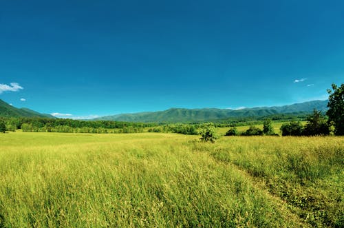 Immagine gratuita di ambiente, campo d'erba, cielo azzurro