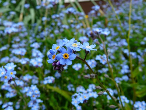 Gratis lagerfoto af blomster, flora, glemme-mig-nots