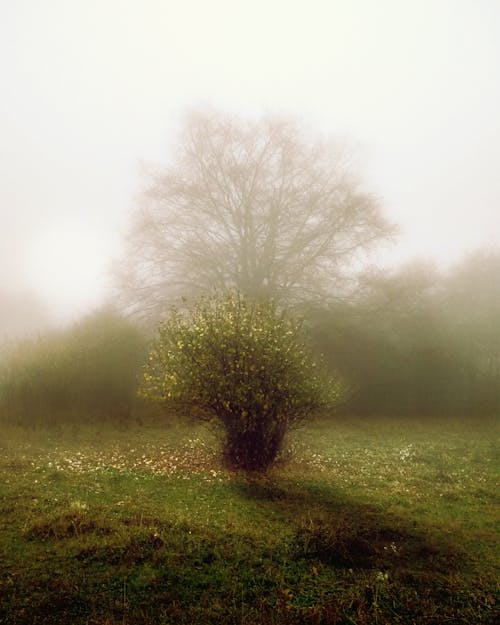 Scenery with a Bush and Trees in Fog