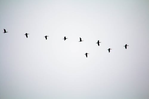 Birds Flock Flying in Sky