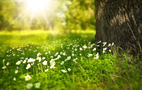 Free White Blooming Flower Under the Tree during Daytime Stock Photo