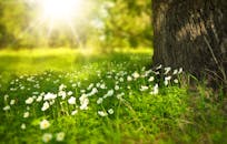 White Blooming Flower Under the Tree during Daytime