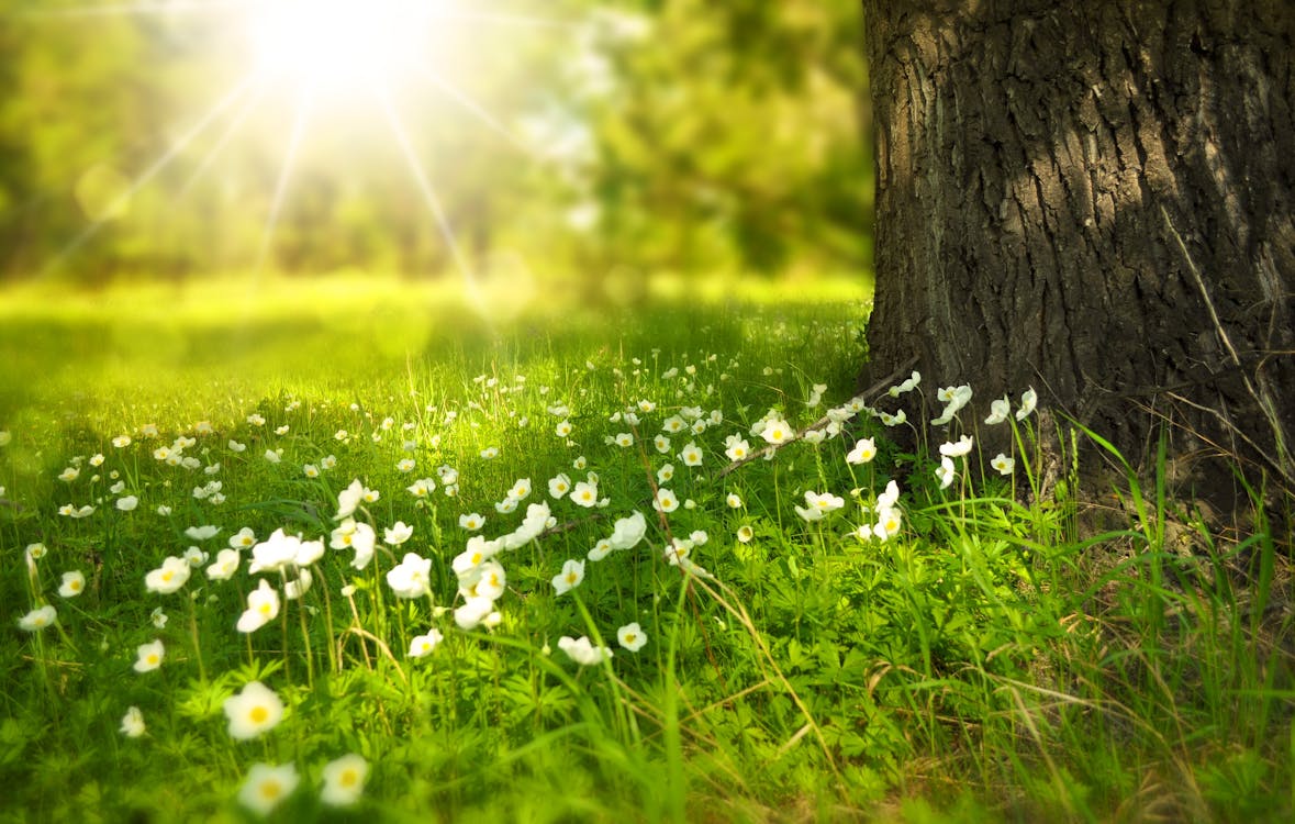 無料 昼間の木の下に咲く白い花 写真素材