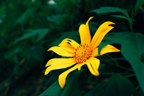 Free Close-up of a vibrant Mexican sunflower in full bloom with lush green leaves. Stock Photo