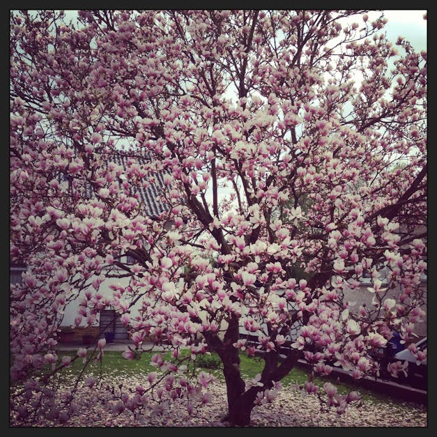 Free stock photo of magnolia, spring, springtime
