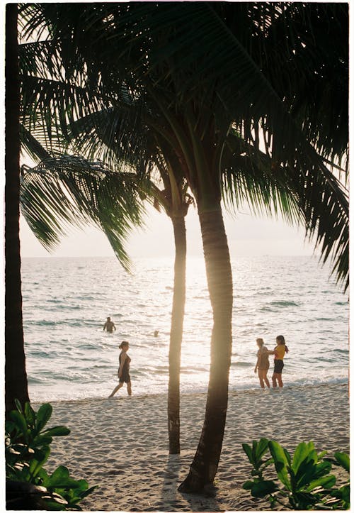 People on beach with palms near sea