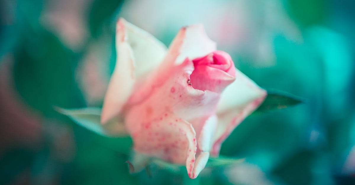 Free stock photo of blur, close -up, flora