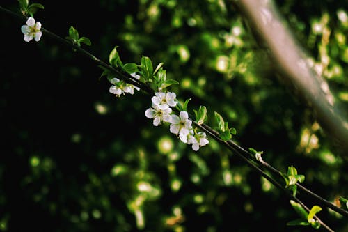 Fotos de stock gratuitas de árbol, belleza en la naturaleza, blanco