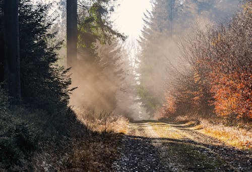 Immagine gratuita di alba, alberi, boschi