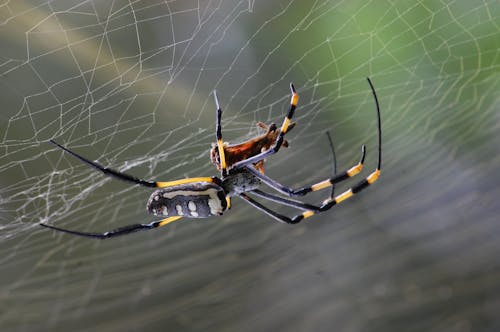 Aranha Preta Amarela E Branca