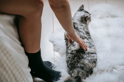 Free Crop unrecognizable female with bare legs sitting on bed and caressing fluffy cat lying on white carpet in light bedroom Stock Photo