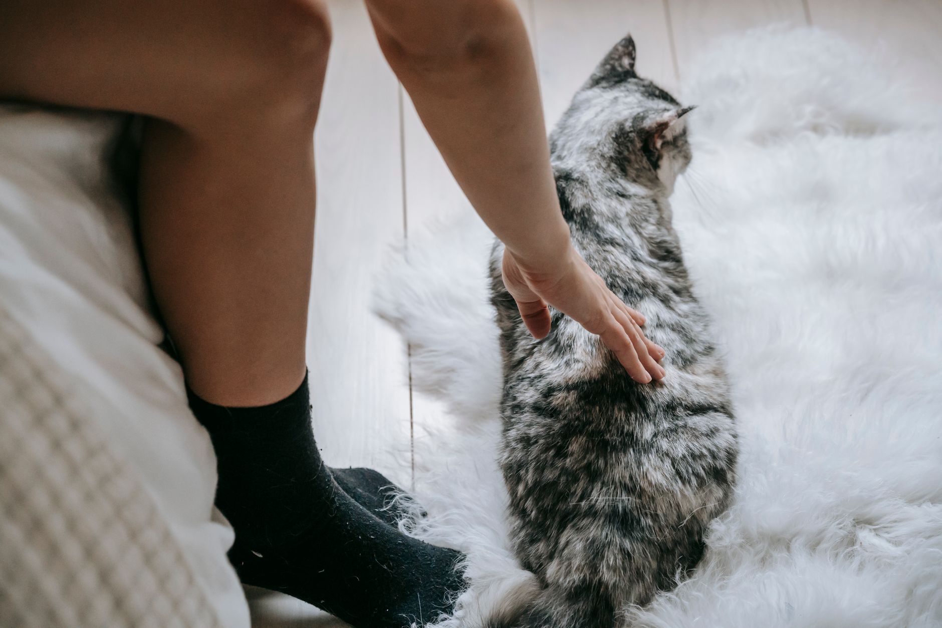 Best Natural Cat Litter for Odor Control (2026) – Expert Picks for a Fresher, Healthier Home