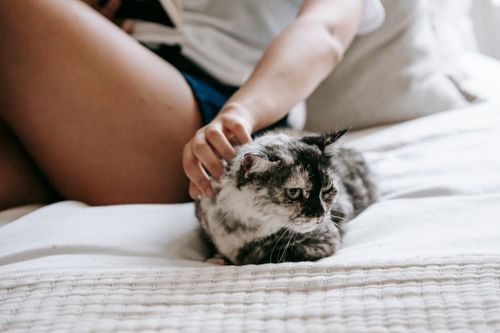 Free Crop faceless female wearing casual outfit caressing adorable fluffy cat while resting together on cozy bed Stock Photo