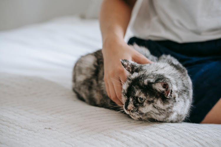 Crop Unrecognizable Person Caressing Adorable Cat On Soft Bed