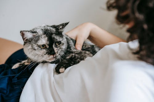Crop unrecognizable woman stroking cat on belly