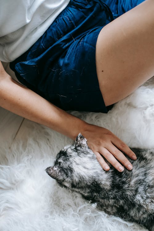 From above crop female in casual shorts caressing sweet adorable cat while sitting together on fluffy carpet on floor in light bedroom