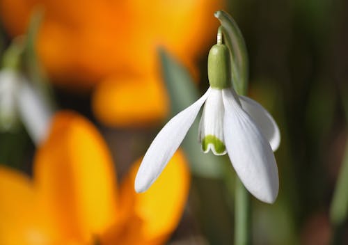Free White Flower Bud Stock Photo