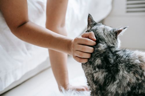 Free Unrecognizable owner petting cute cat with gray fur while lying on bed in light room with blurred background at home Stock Photo