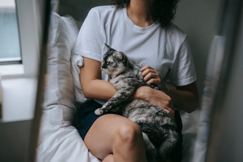 Free Unrecognizable female petting dappled cat lying on lap while sitting on bed and reflecting in mirror in bedroom at home Stock Photo
