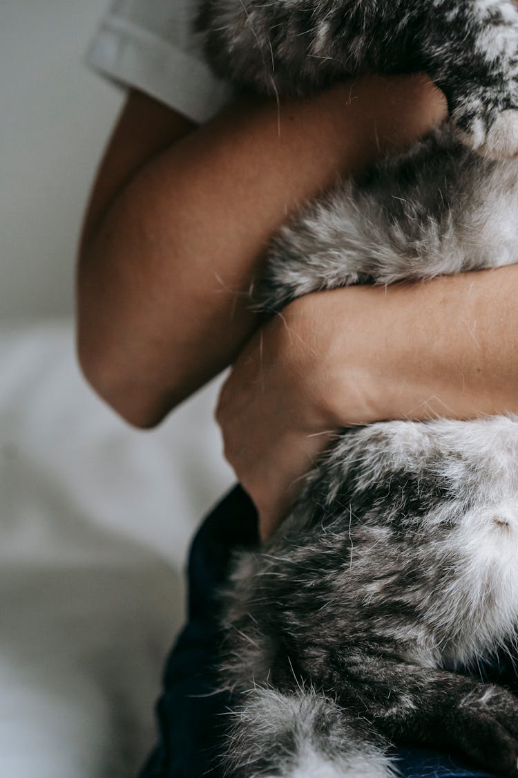 Crop Woman Caressing Fluffy Cat