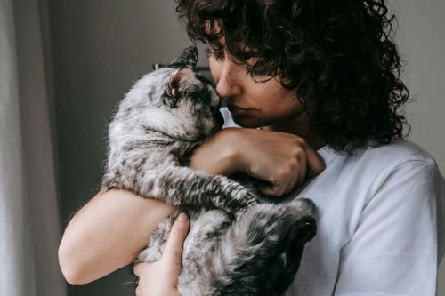Free Crop calm female in white t shirt embracing adorable fluffy cat with gray fur Stock Photo