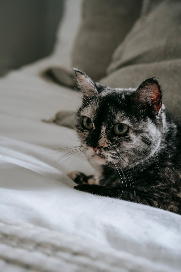 Adorable Fluffy Cat Resting On Bed