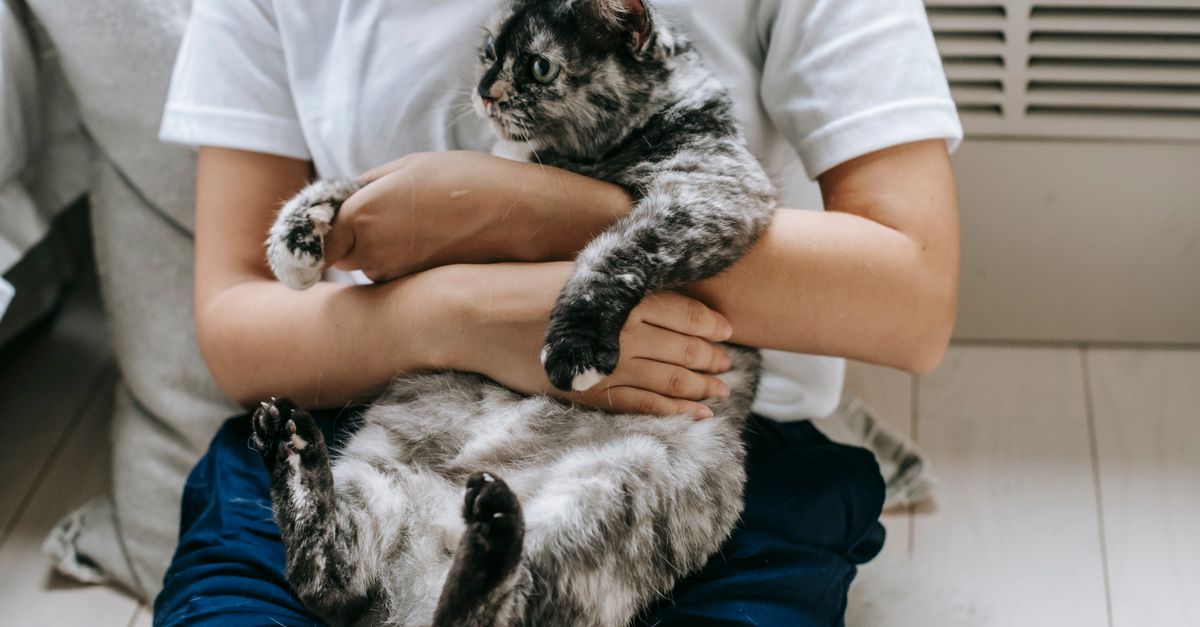 Les meilleures astuces pour améliorer la qualité de vie des animaux vieux