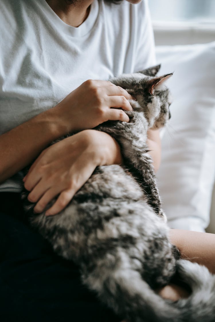 Crop Woman Stroking Calm Cat