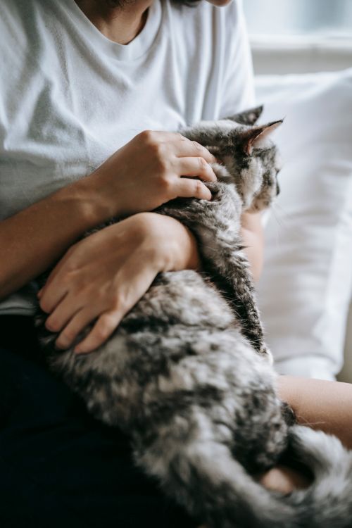 Free Faceless calm female resting on sofa and caressing domestic cat with soft fur at home Stock Photo