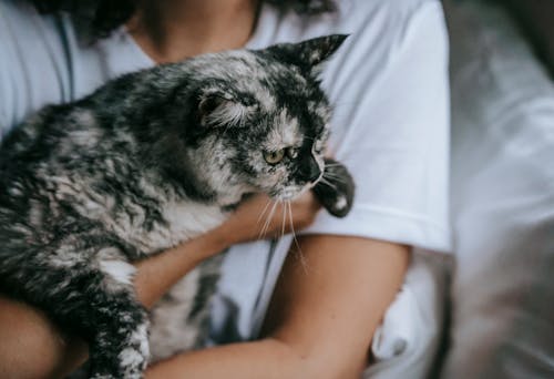 Free Calm fluffy cat on hands of owner Stock Photo