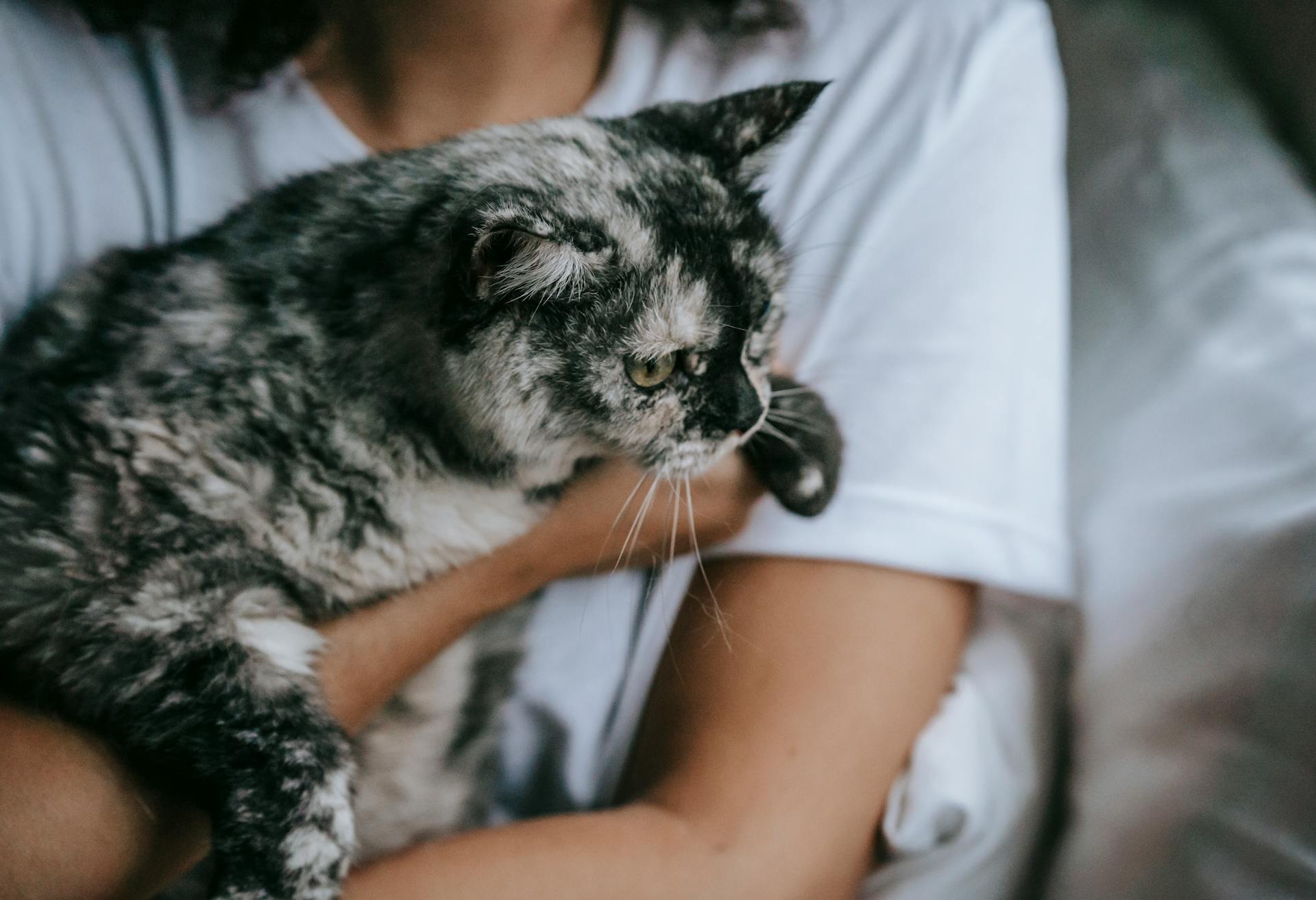 Calm fluffy cat on hands of owner